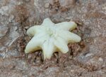 Interesting Evactinopora Bryozoa Colony - Missouri #42715-2